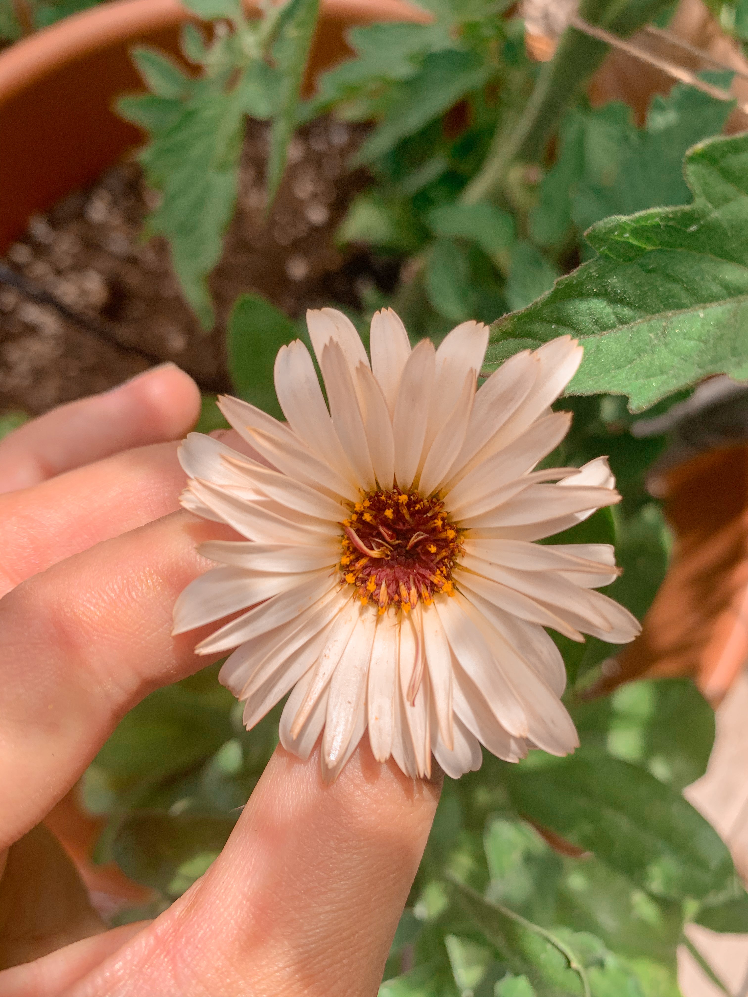 Rooftop Botanicals Calendula & French Green Clay Cleansing Bar